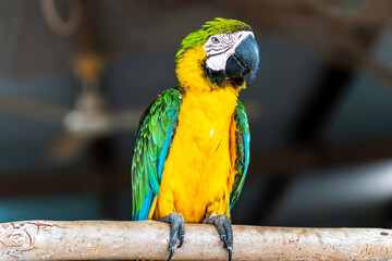 Portrait of a blue-and-yellow macaw
