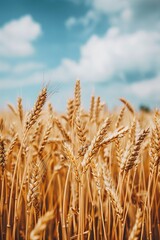 Fototapeta premium sharp photo of a wide summer landscape featuring a golden wheat field, showcasing the vast beauty