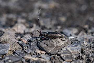 Monochamus scutellatus, commonly known as the white-spotted sawyer or spruce sawyer or spruce bug or a hair-eater, , Savage River canyon, Denali National Park & Preserve, Alaska 
