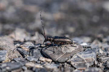 Monochamus scutellatus, commonly known as the white-spotted sawyer or spruce sawyer or spruce bug or a hair-eater, , Savage River canyon, Denali National Park & Preserve, Alaska 
