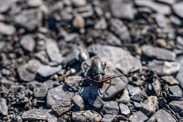 Monochamus scutellatus, commonly known as the white-spotted sawyer or spruce sawyer or spruce bug or a hair-eater, , Savage River canyon, Denali National Park & Preserve, Alaska 
