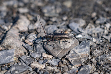 Monochamus scutellatus, commonly known as the white-spotted sawyer or spruce sawyer or spruce bug or a hair-eater, , Savage River canyon, Denali National Park & Preserve, Alaska 
