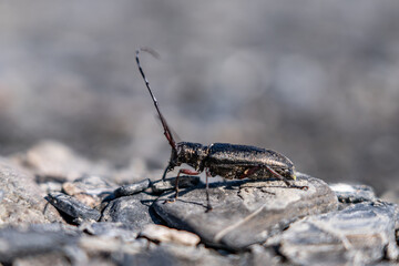 Monochamus scutellatus, commonly known as the white-spotted sawyer or spruce sawyer or spruce bug or a hair-eater, , Savage River canyon, Denali National Park & Preserve, Alaska 
