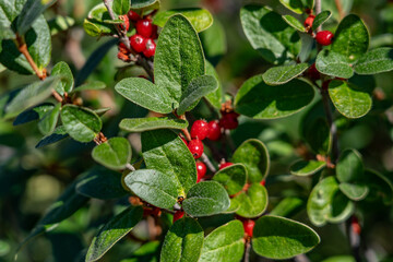 Shepherdia canadensis, Canada buffaloberry, russet buffaloberry, soopolallie, soapberry, or...
