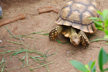 turtle on the ground.