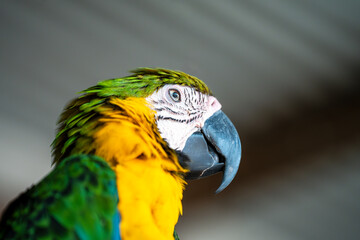 Portrait of a blue-and-yellow macaw