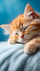 Yellow kitten napping, back view, nestled in a bed of pillowy softness, comfy and serene, light blue hue washes over the scene, high-resolution close-up