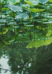 Large green lotus leaves, some with scalloped edges, cover the surface of a pond. The leaves are reflected in the smooth, green water.