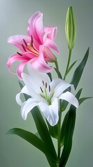 Fototapeta premium After the rain, a lily blooms with pink and white flowers against a vibrant green background.