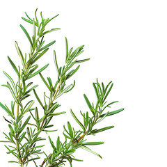 Rosmary on transparent background. Generative ai design art.