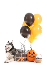 Cute husky dog with pumpkin, gift box, balloons and bucket of candies isolated on white background....