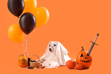 Cute husky dog in ghost costume with gift box, balloons, pumpkins and bucket of candies on orange...