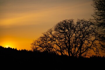 silhouette of trees against a sunset sky