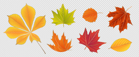 Obraz premium Bright autumn leaves isolated on a transparent background. Autumn vector botanical illustration