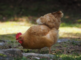 there is a chicken that is standing in the grass