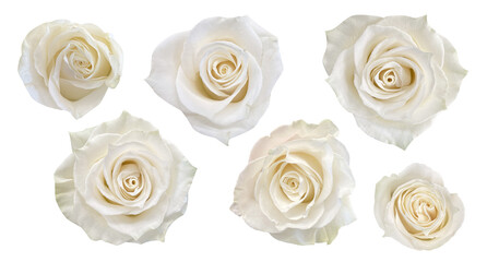 White / Cream roses on a transparent PNG background. 