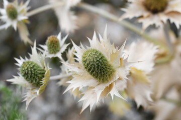 Distel