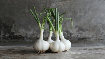 Fresh Garlic Bulbs on Rustic Background