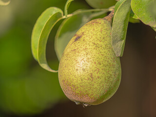 cultivating pear trees in a home garden, including tree care, environmental needs, and the...