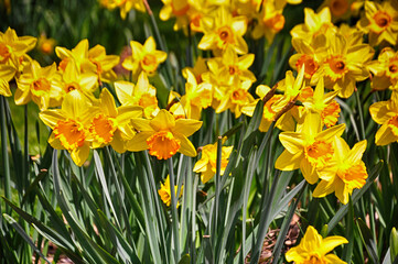 Beautiful yellow daffodil flowers in the garden