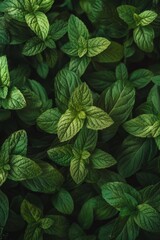 Many fresh peppermint leaves texture background, fragrant spices pattern, Mentha piperita mockup