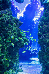 Little boy, kid watching the shoal of fish swimming in oceanarium, children enjoying underwater life