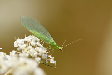 Eintagsfliege Florfliege