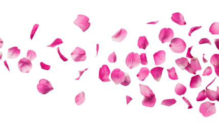 pink rose petals isolated on transparent white background, clipping path 