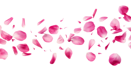 pink rose petals isolated on transparent white background, clipping path 