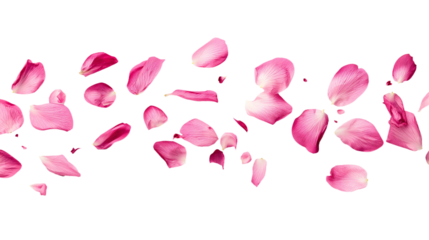 pink rose petals isolated on transparent white background, clipping path 