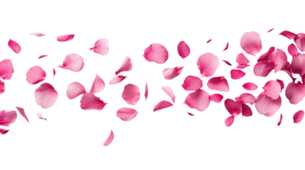 pink rose petals isolated on transparent white background, clipping path 