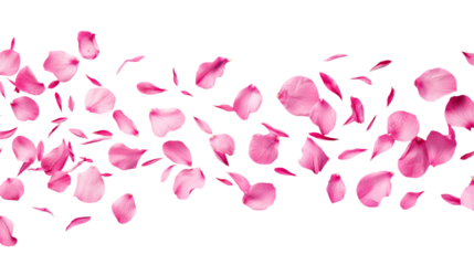 pink rose petals isolated on transparent white background, clipping path 