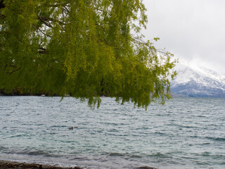 Tree Hanging Over The Lake