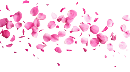 pink rose petals isolated on transparent white background, clipping path