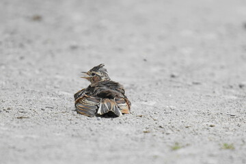 砂浴びをするヒバリ
