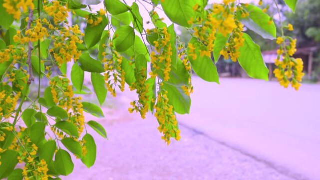 Bright yellow flowers of padauk bloom along the roadside.