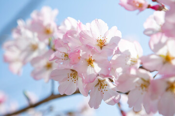 逆光で写した河津桜のクローズアップ
