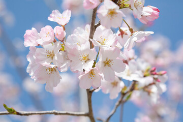 逆光で写した河津桜のクローズアップ
