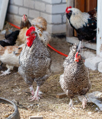 Chicken in a chicken coop on a farm
