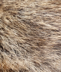 Mouse fur as an abstract background. Macro