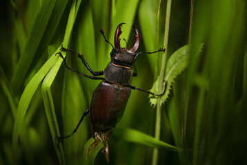 Männlicher Hirschkäfer (Lucanus cervus) im hohen Gras