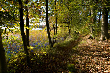 Obraz premium Jesień