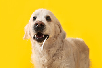 White Labrador dog with tooth brush on yellow background