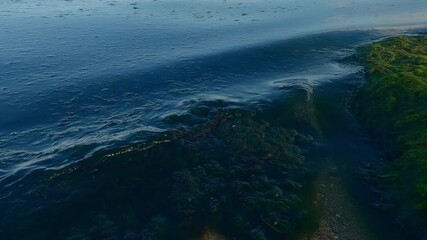 Close-up of colonial form of green algae torn off by a storm in the littoral zone on the beach, Camera moves forwards