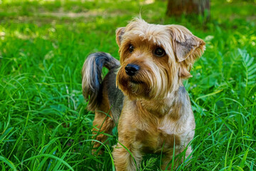 Dog. Yorkshire terrier. A pet. Portrait of a cute purebred dog.