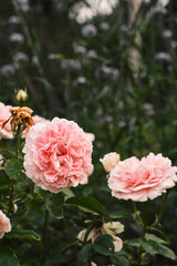 pink roses in garden