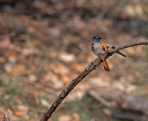 Paradise flycatcher female bird resting on a branch with use of selective focus 