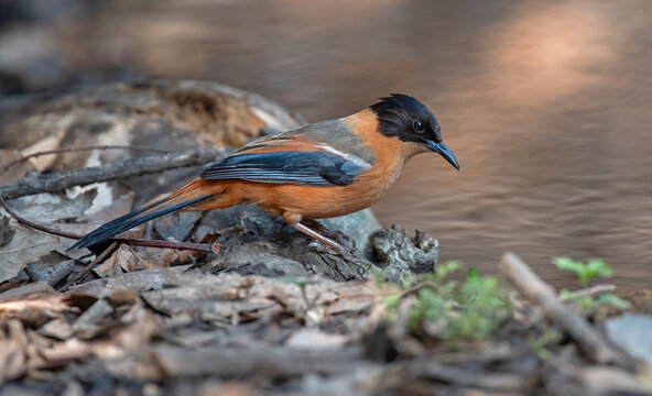 Rufous sibia looking for food in the plumage