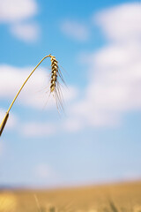 Detail Wheat. Wheat field and blue sky