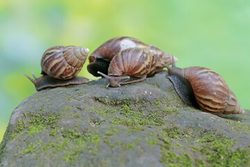 A number of escargots are foraging on the mossy ground. This mollusk has the scientific name Achatina fulica.